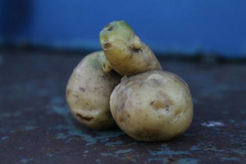 Картофель, который жалко жарить: 8 смешных картошек, которые вызывают улыбку
