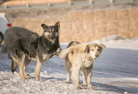 Проблема бродячих собак в Астраханской области