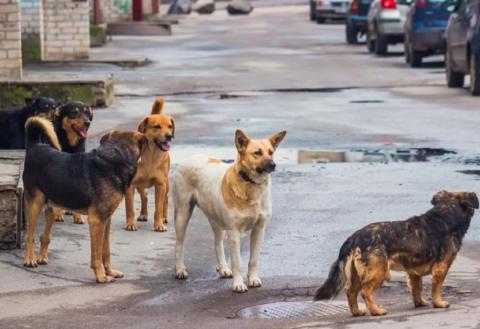 Проблема бездомных собак в Астрахани