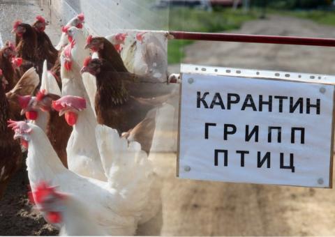 Карантин по птичьему гриппу