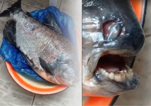 В Астрахани выловили неизвестную рыбу с человеческими зубами