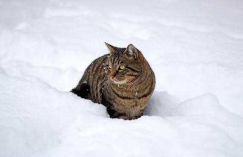 Много снега Астрахань