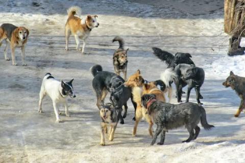 Астраханцы отметили снижение числа бродячих собак