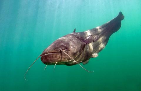 Астраханский рыбак выловил гигантского сома весом более 80 кг