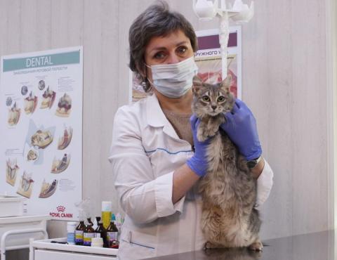Ветеринар держит кошку