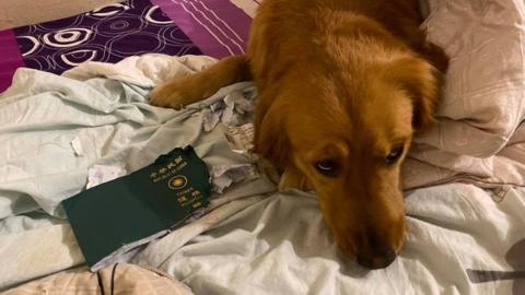 Собака съела паспорт хозяйки и «спасла» ее от поездки в Ухань