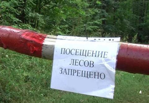 Власти Ростова продлили запрет на пребывание в лесах