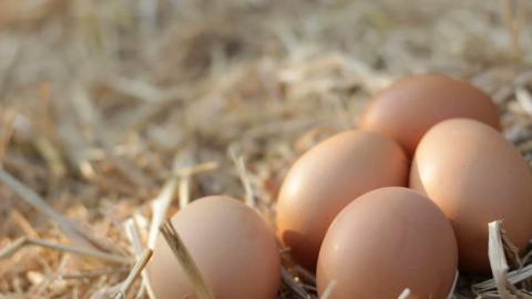 Яйца для инкубации Инкубация куриных яиц в феврале