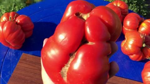 Жуткие помидоры с волдырями, таящие угрозу: дачники выступили с обвинением в адрес соседки