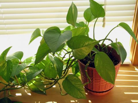 Комнатные цветы, которые очищают дом от негативной энергетики