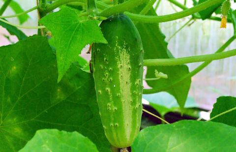 Огурцы на подоконнике: как получить урожай отменных плодов в домашних условиях
