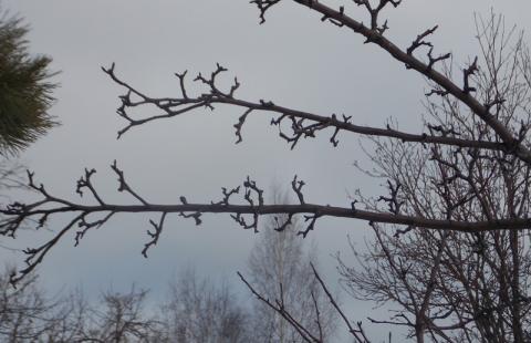 Что делать в марте в саду
