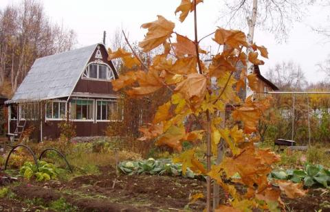 Огород в октябре Октябрь, работы в огороде