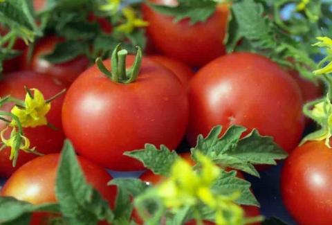 Удобрение для огорода из кухонных отходов: экологически чистая подкормка поможет вырастить шикарные помидоры