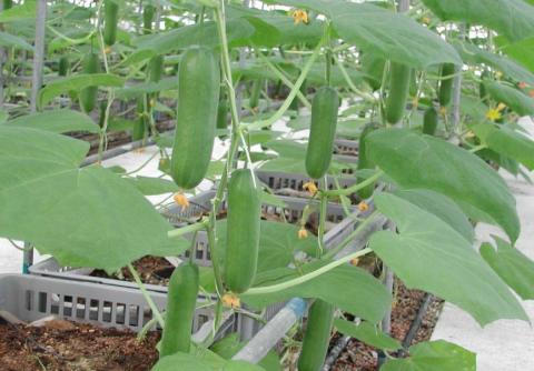Хитрый способ выращивания огурцов в летне-осенний период, который позволяет получить урожай в несколько раз больше обычного 