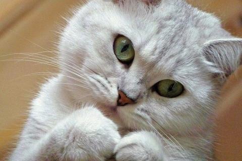Кошка Кошка
