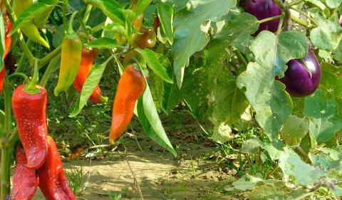 Мощная и сочная подкормка для перца и баклажанов: отличное натуральное удобрение в период роста и созревания плодов