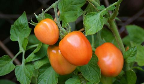 Как укорить созревание помидоров на кустах: эффективные способы стимулирования и маленькие хитрости огородников