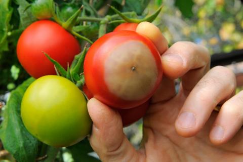 Как спасти томаты от фитофторы: эффективные способы защиты помидоров в период холодов, которые действительно работают