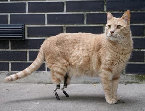 В Италии кот стал звездой соцсетей после установки бионических протезов
