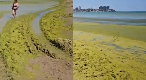 Туристы в Анапе показали заваленный зловонными водорослями пляж
