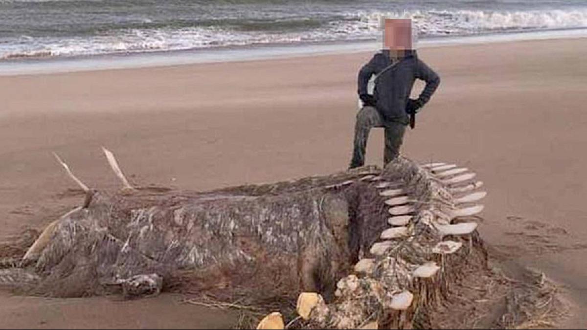 На пляже Шотландии обнаружили скелет неизвестного морского зверя На пляже Шотландии обнаружили скелет неизвестного морского зверя