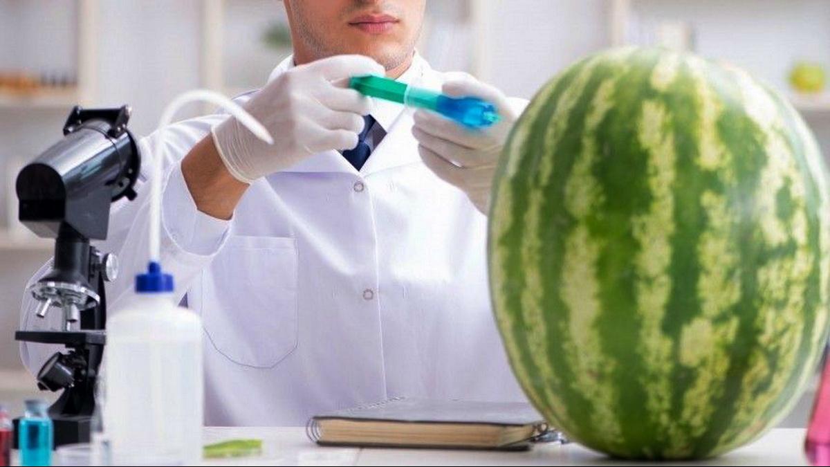 Мужчина вводит вещество в арбуз Человек колет арбуз шприцем