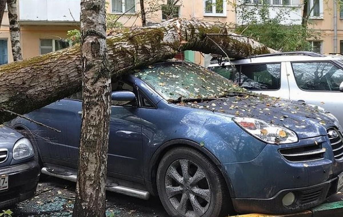 Упавшее на автомобиль дерево