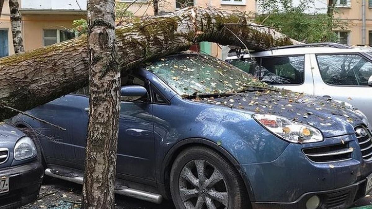 Дерево упало на автомобиль Упавшее на автомобиль дерево