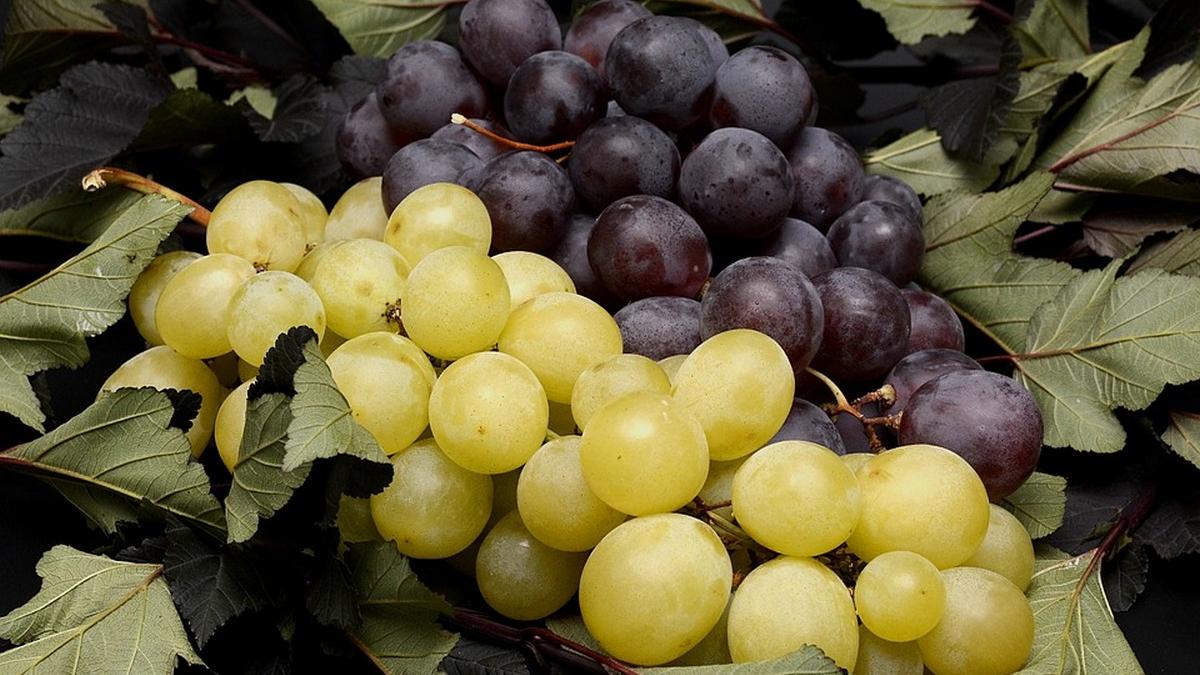 Крымские виноградари установили рекорд по сбору урожая за последние 5 лет Виноград