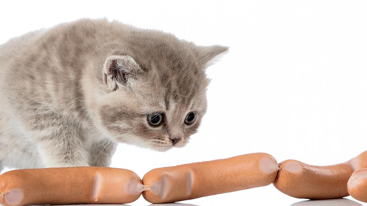 Кот смотрит на сардельки Кошка ест сардельки