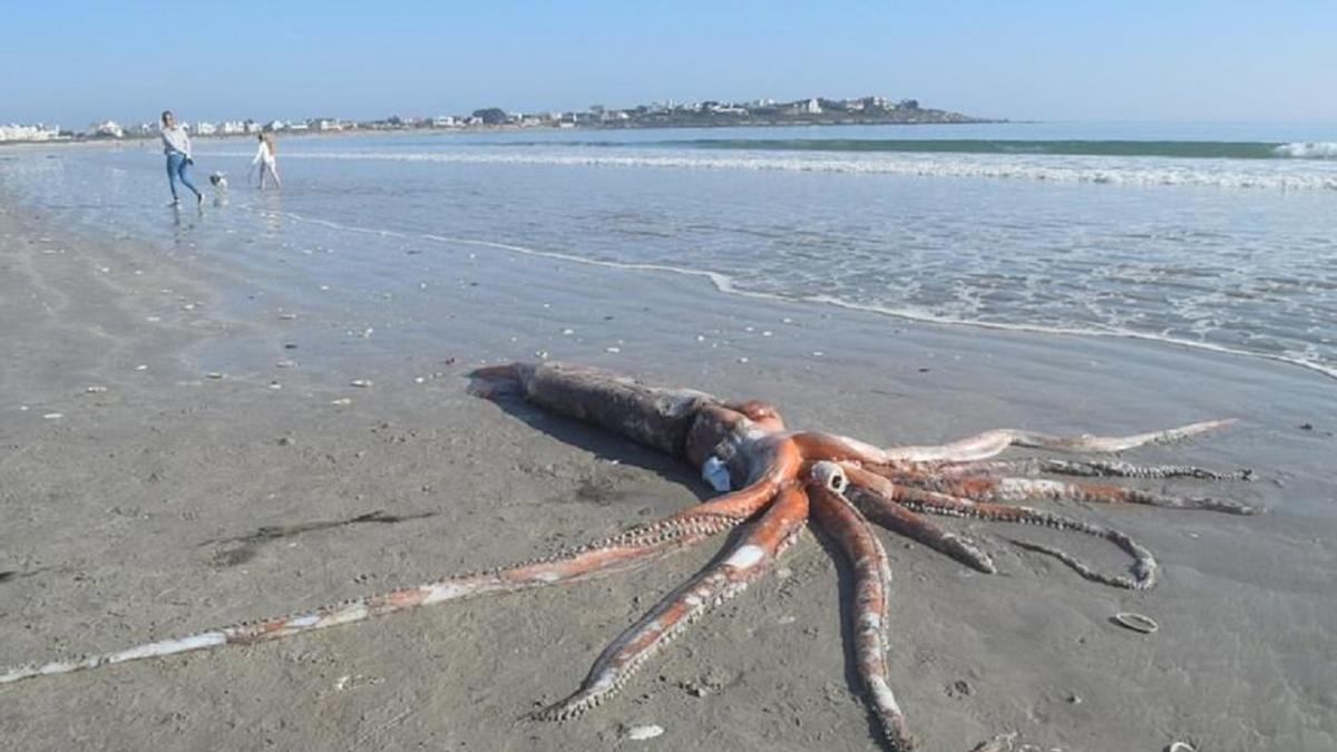 Гигантский морской кальмар На берег в Африке вынесло «неуловимого» кальмара длиной более 4 метров
