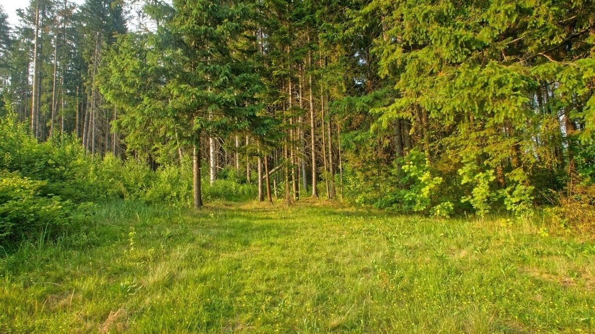Лес Лес