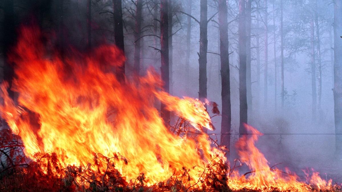 Режим ЧС ввели в Иркутской области из-за лесных пожаров лесной пожар