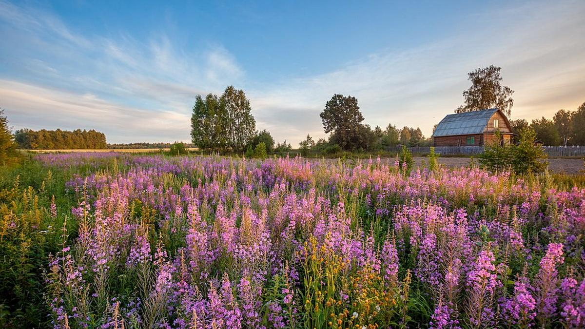 Сады Средней Полосы России Фото