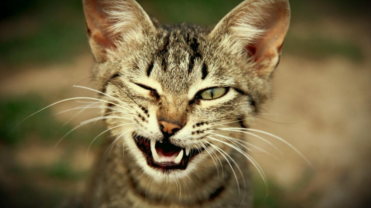 Канадские ученые научились определять степень боли у кошек кошка, мимика, эмоции