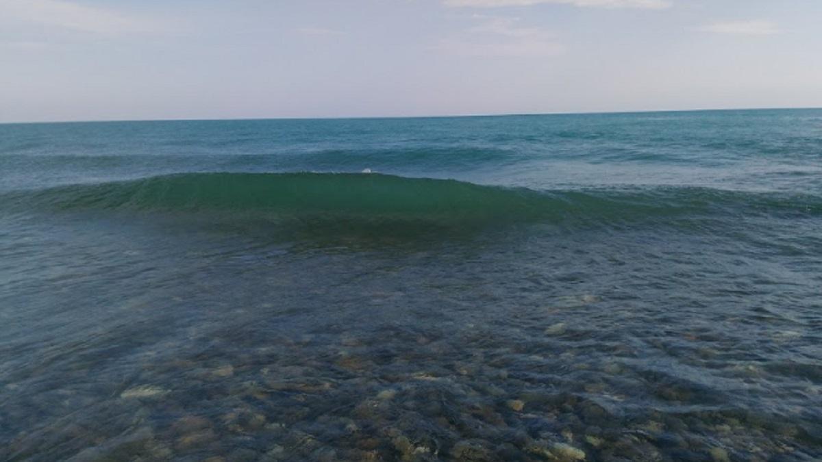 Эксперимент по вылову медуз в Азовском море пройдет в 2026 году