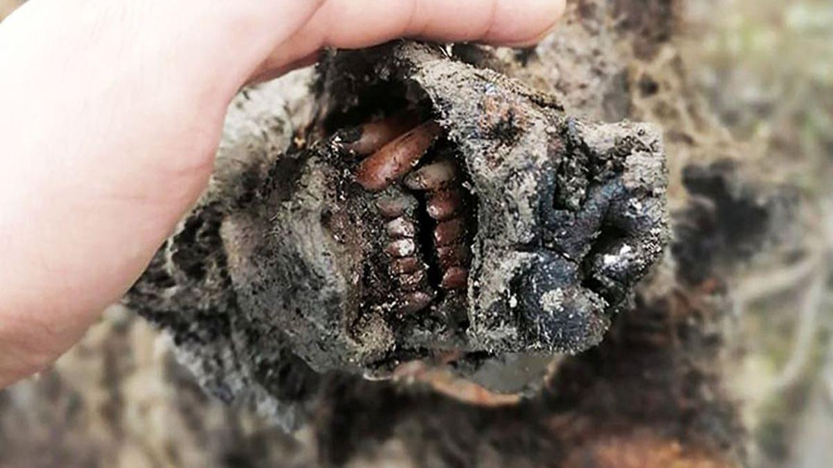 мумифицированная туша медведя, найденная на Якутии доисторическая туша медведя