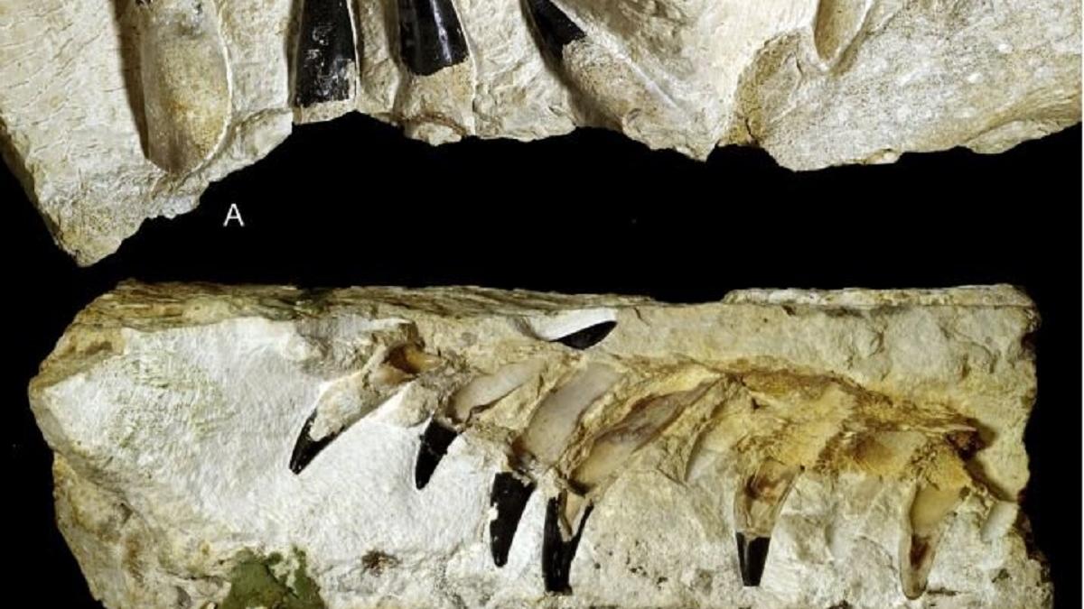 Pliosaurus sp В Польше обнаружено 10-метровое морское чудовище