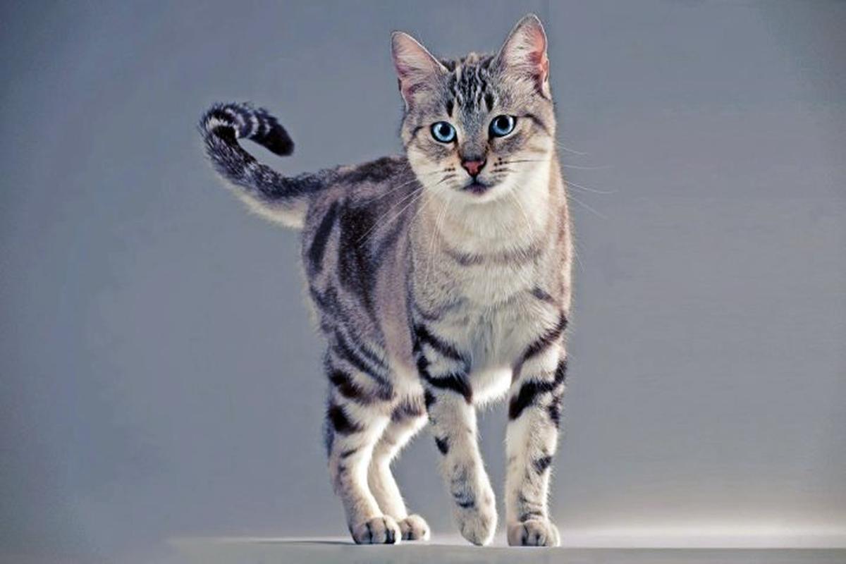 Породы кошек с мраморным окрасом: в этих красивых и ярких питомцев влюбляются мгновенно