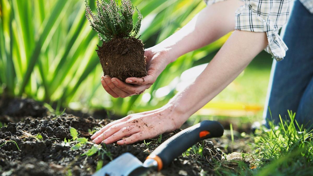 посевной календарь для посадки огородных растений посадка огородных растений