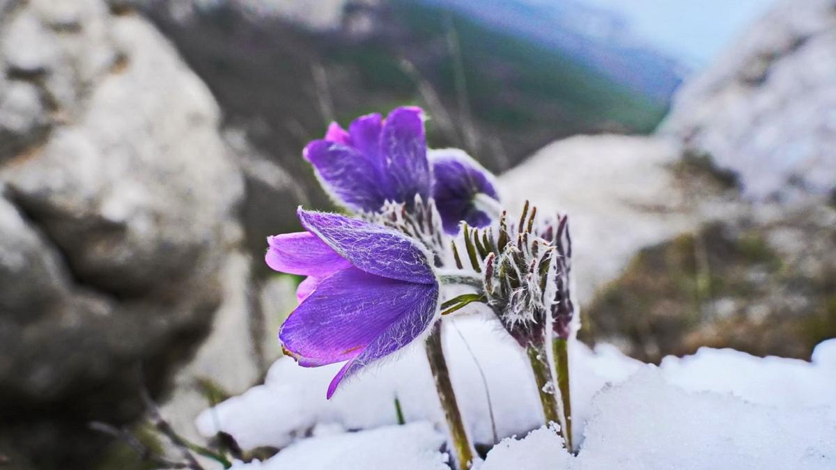 подснежники в Крыму Крым климатолог весна