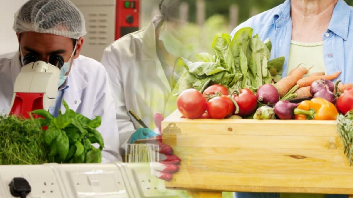 Проверка продуктов с огорода картинка Проверка продуктов с огорода