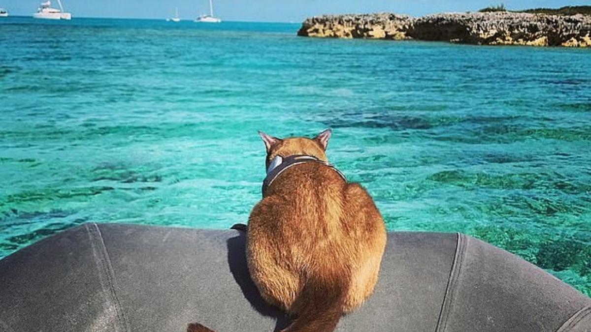 Кошка-мореход Ригби Кошка-мореход покорила Instagram