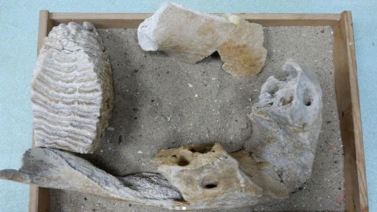 окаменелости хазарского слона обнаружили в Астраханской области окаменелости хазарского слона