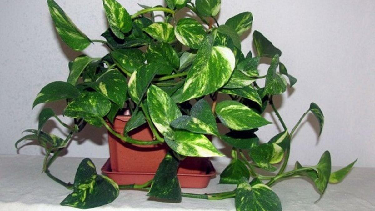 Комнатные цветы, которые лишают женщин главного Комнатные цветы, которые лишают женщин главного: они являются тайным источником проблем