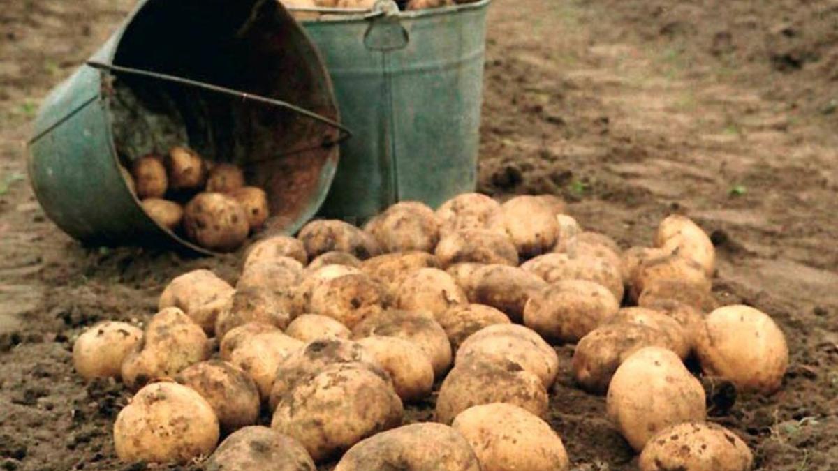 Когда копать картофель в 2019 году: благоприятные дни в августе 2019 по Лунному календарю Как копать картофель в 2019 году: благоприятные дни по Лунному календарю в августе 2019