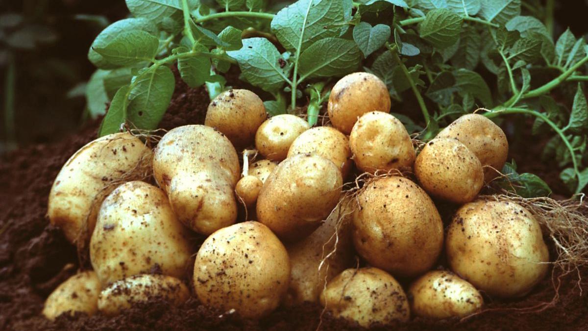 Как получить рекордный урожай картофеля: нестандартный, но эффективный метод Как получить рекордный урожай картофеля