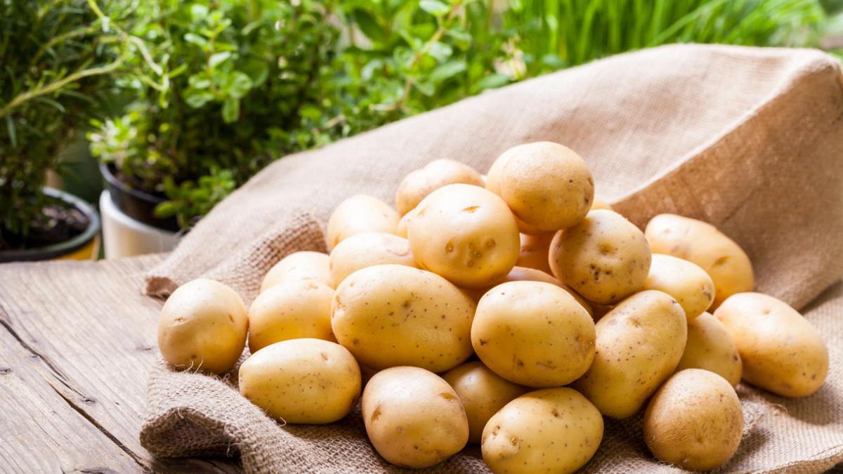 Как получить большой урожай картофеля: три главных секрета Как получить большой урожая картофеля