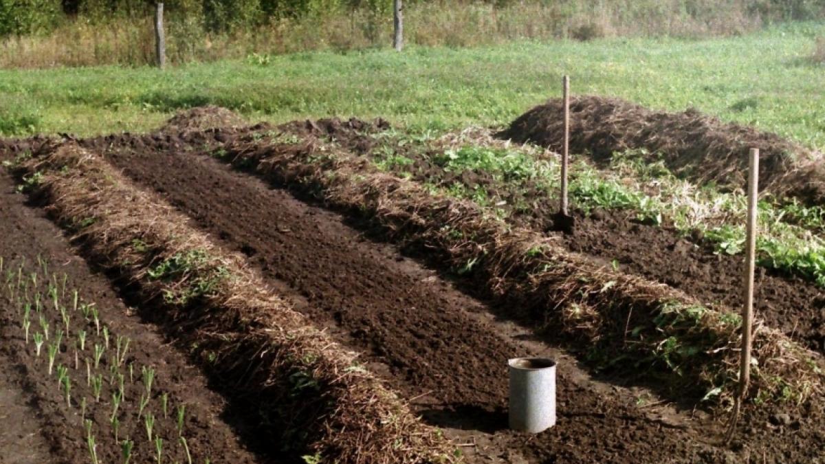 Огород в октябре Октябрь, работы в огороде